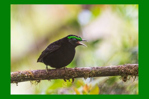 Królestwo lemurów Madagaskar wycieczka przyrodnicza_0197