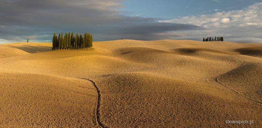 Złote pola z cyprysami, Toskania, Włochy, wyprawa fotograficzna