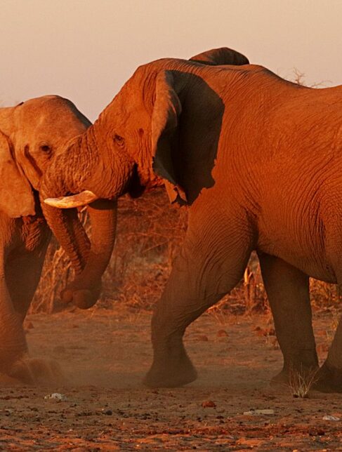 Walczące słonie, Namibia, wyprawa do Namibii