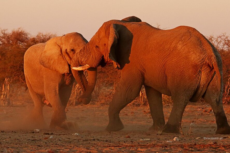 Walczące słonie, Namibia, wyprawa do Namibii