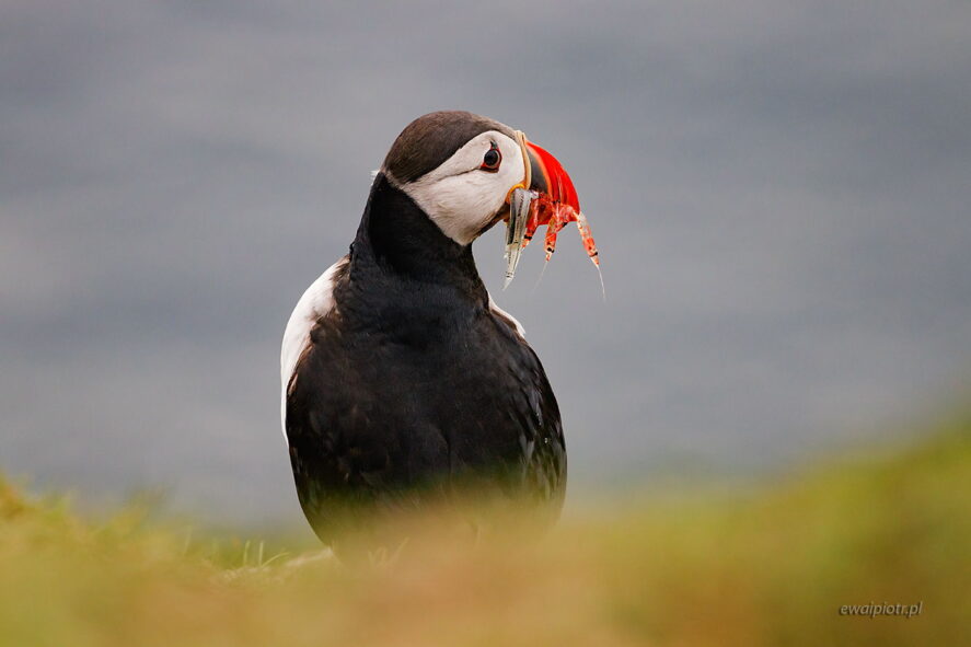 Maskonur z Wysp Owczych