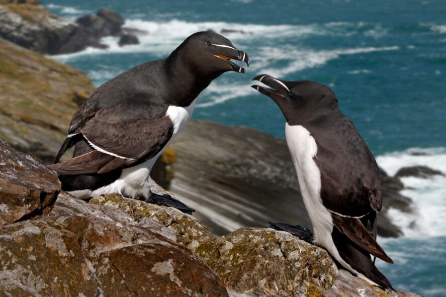 Ptaki Islandii, wyprawa przyrodnicza