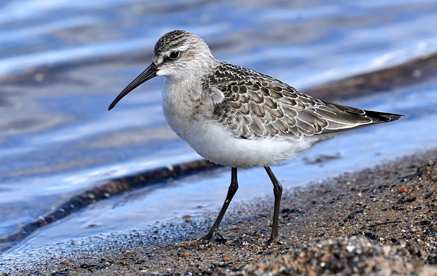 fotografuj ptaki, Biegus krzywodzioby (Ujście Wisły)