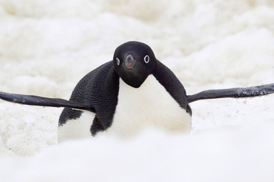 Pingwin białooki podczas surfowania na brzuchu po śniegu