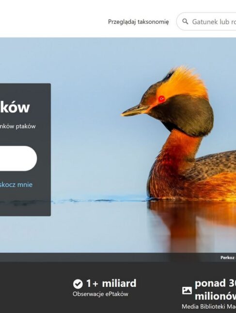 Baza ptaków świata Cornell Lab of Ornithology ze zdjęciem Łukasza Halucha