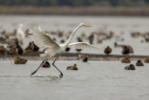 Jelenie i żurawie w Dolinie Baryczy, fot. Staszek Dul