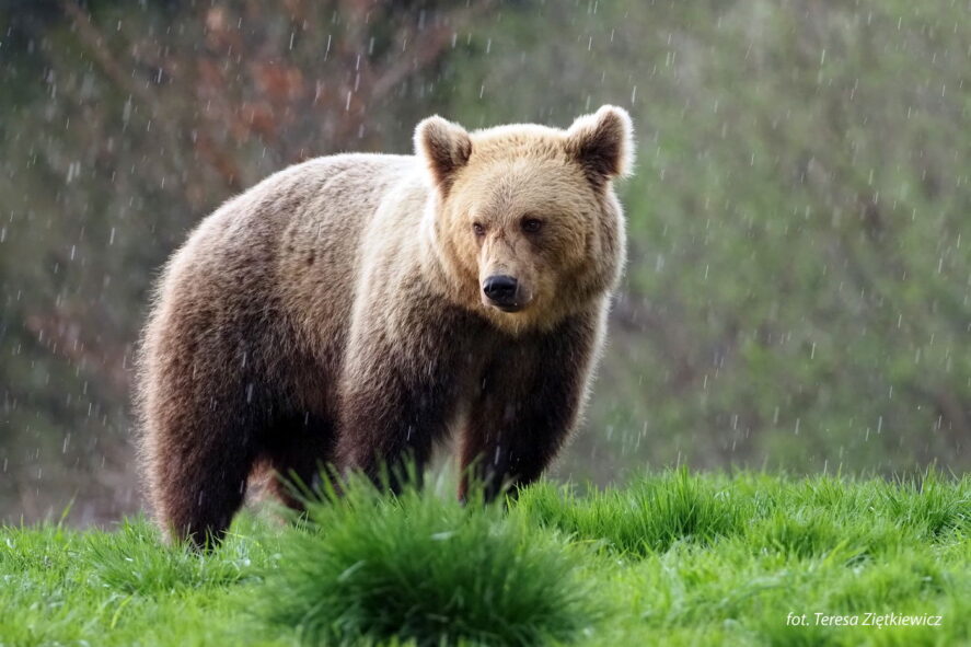 Bieszczadzkie niedźwiedzie - wyprawa przyrodnicza