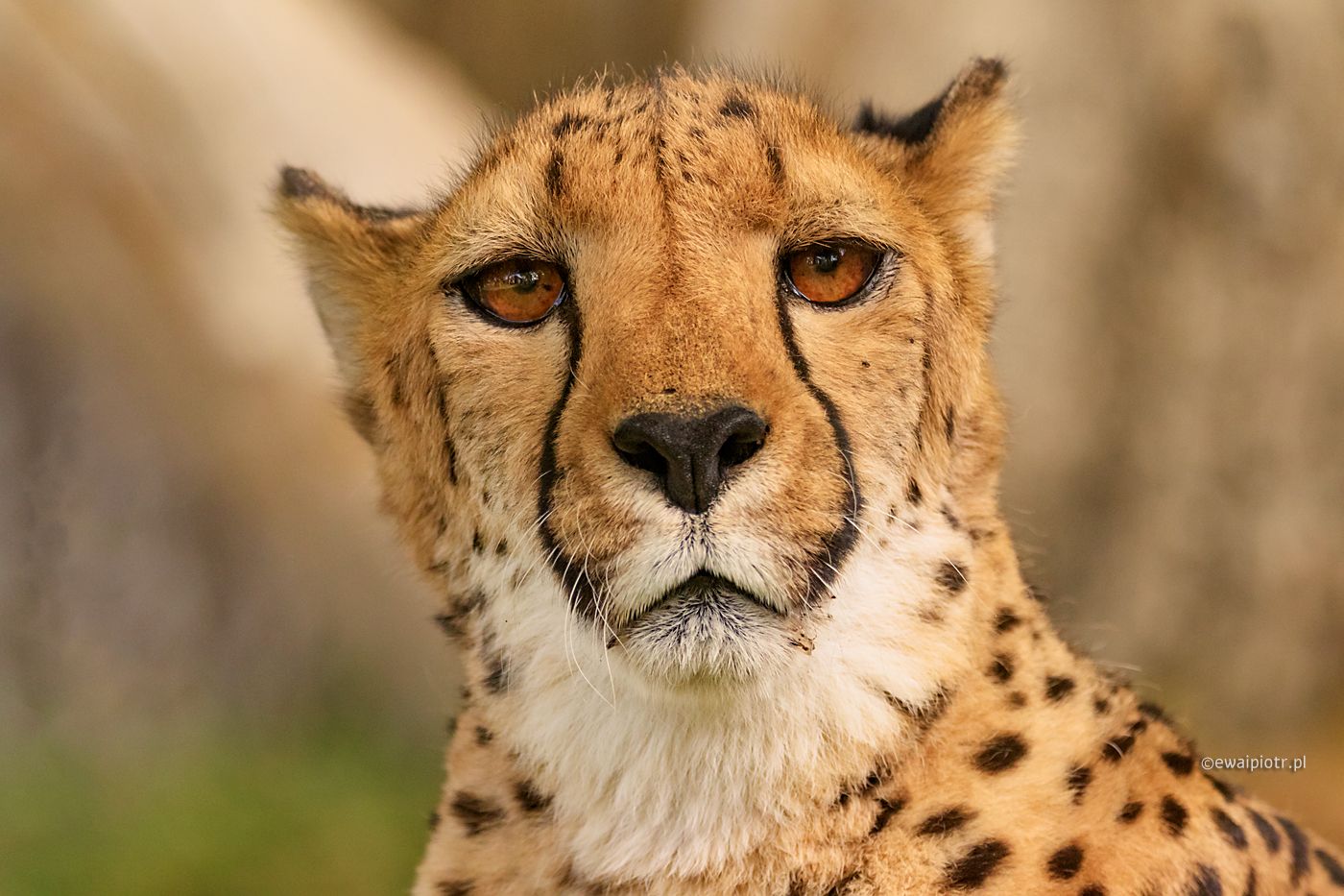 Gepard oswojony, Namibia, portret