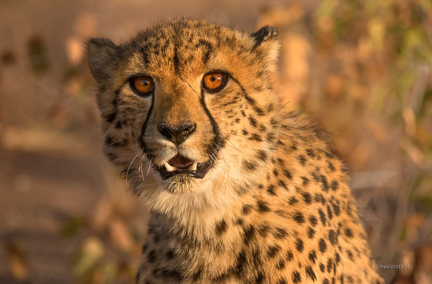 portret geparda, Namibia, jak fotografować gepardy