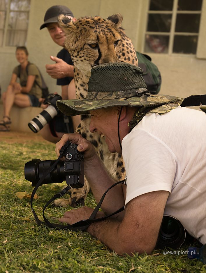 Bliskie spotkanie z gepardem, Namibia