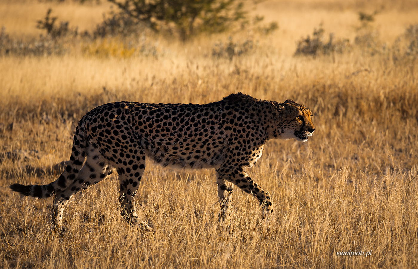 Gepard pod światło, Namibia