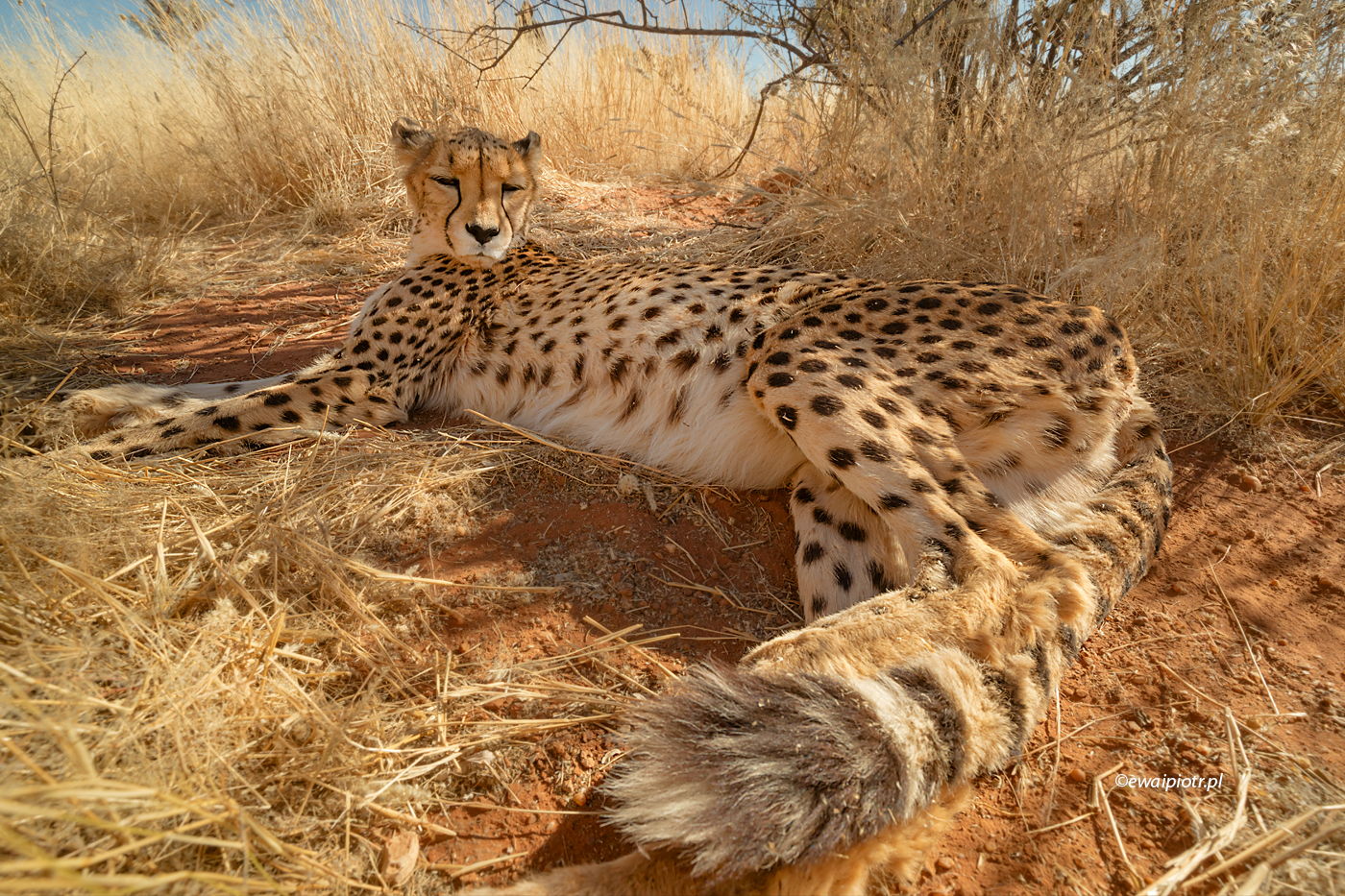 Gepard wypoczywający, Namibia, jak sfotografować geparda