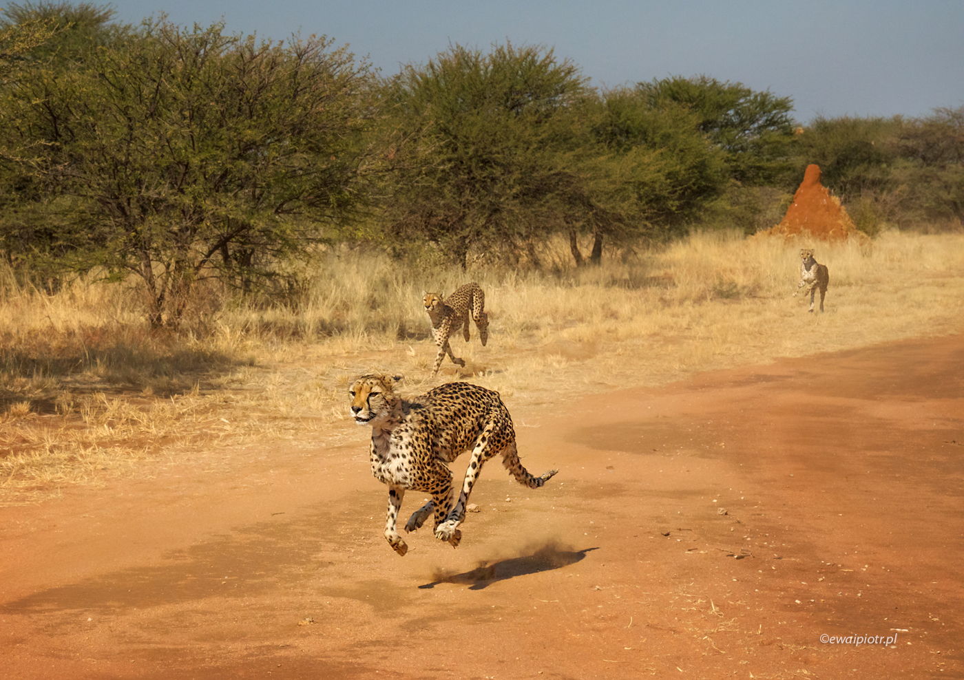 Gepard w biegu, Namibia