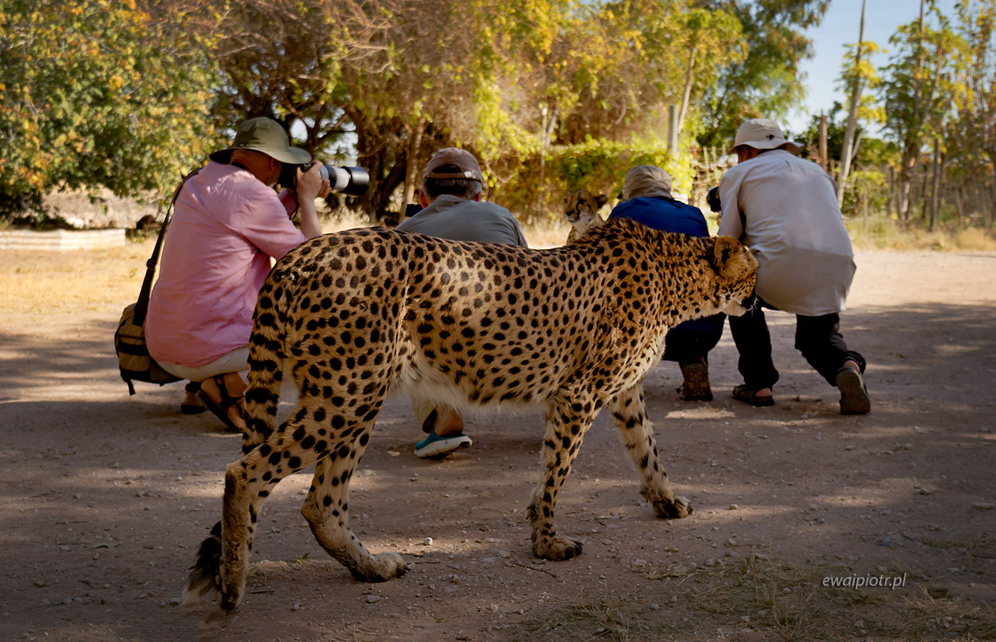 Gepard za plecami, Namibia