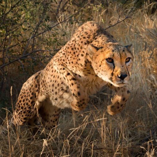 Gepard w skoku, gepard w Namibii, jak fotografować geparda