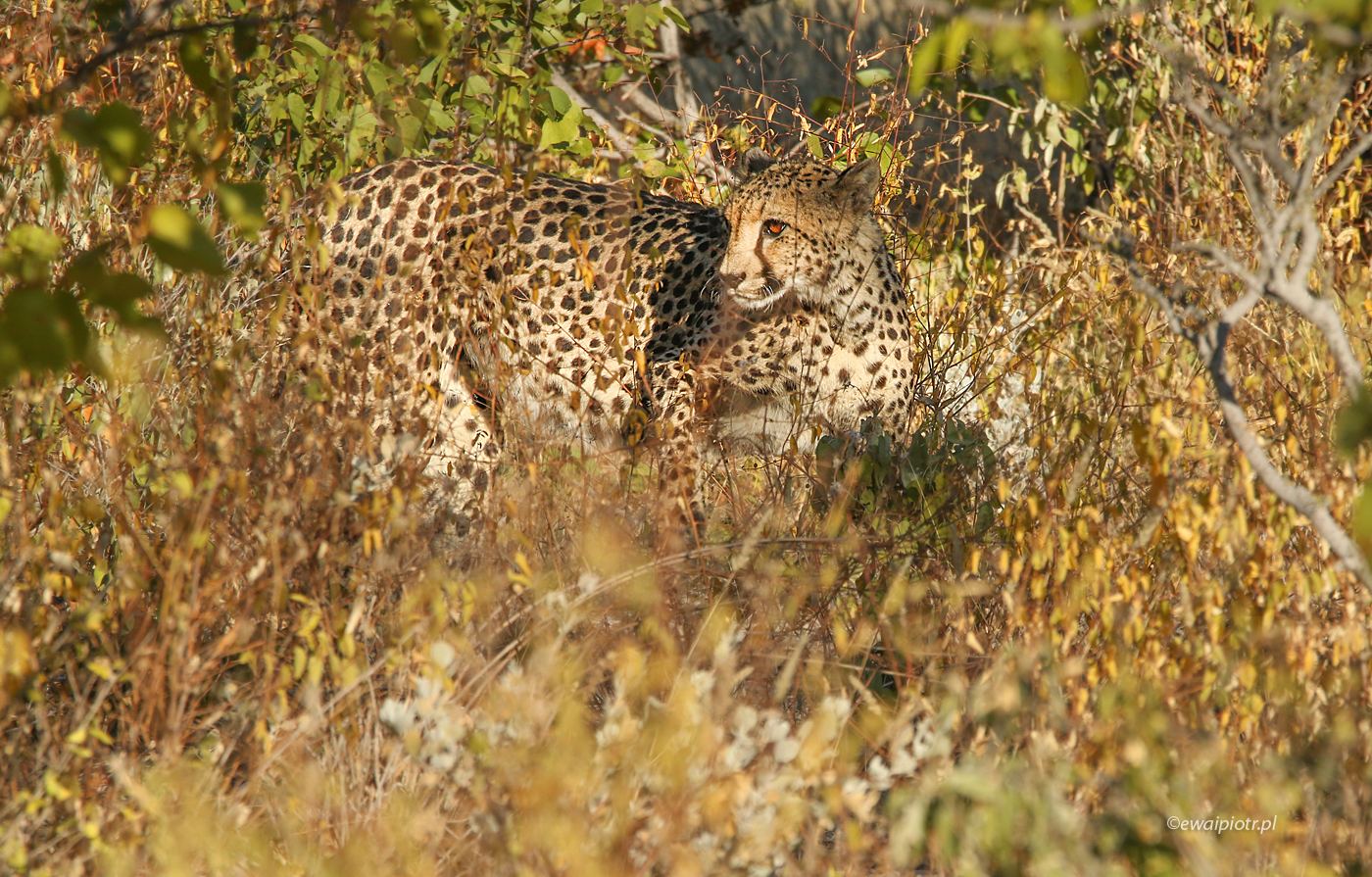 Gepard w krzakach, maskowanie, Namibia