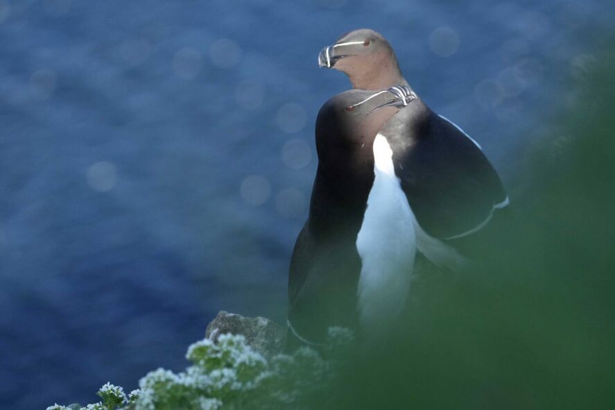 Alki - ptasia wyprawa na Gotlandię