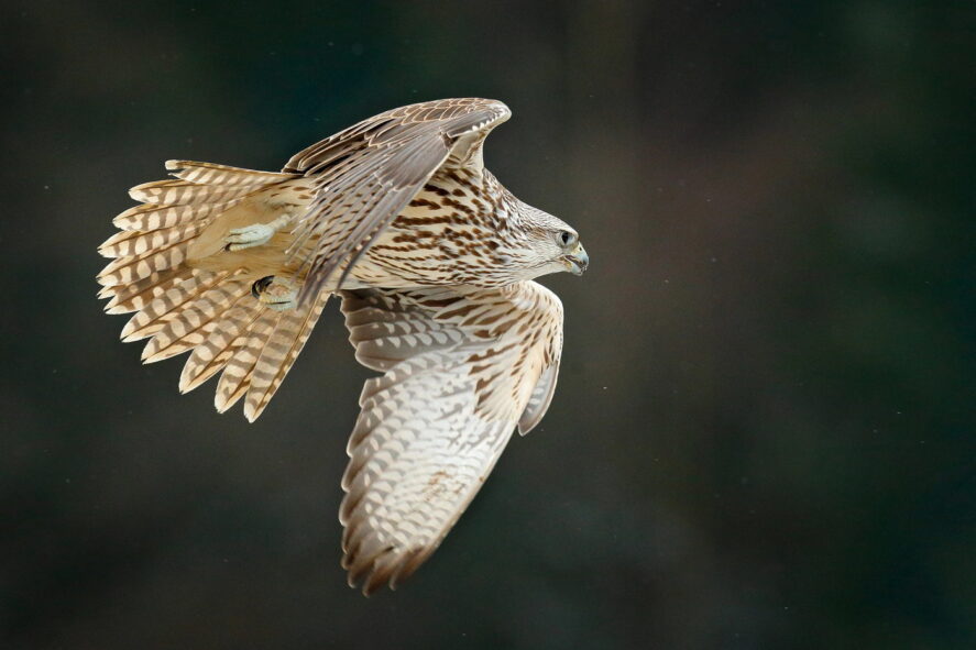 Białozór, Norwegia, wyprawa przyrodnicza