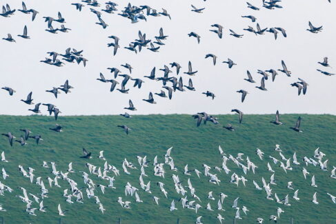 Ptaki Niderlandów - wyprawa przyrodnicza