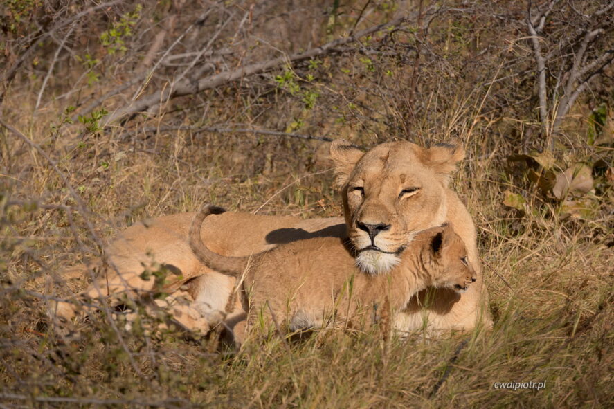 Lwica i lwiątko, Botswana, wyprawa fotograficzna