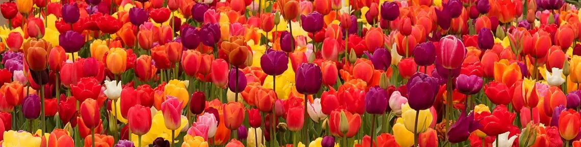 Holandia fotowyprawa