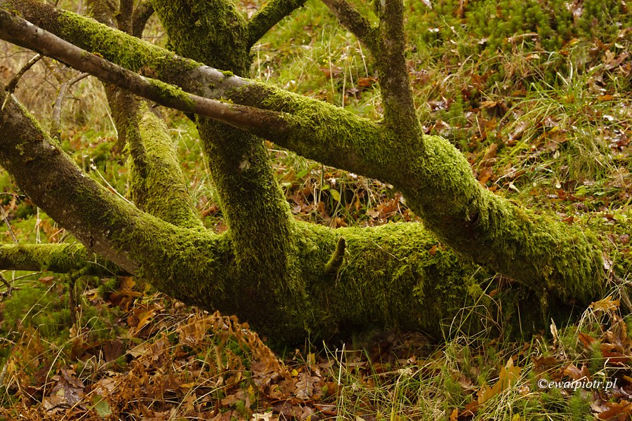 Deszczowy las, Szkocja