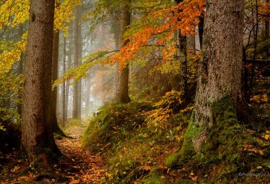 Jak fotografować w lesie