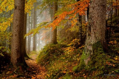 Jak fotografować w lesie