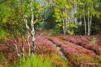 Idealny plener - Bory Dolnośląskie