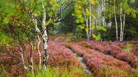 Idealny plener - Bory Dolnośląskie