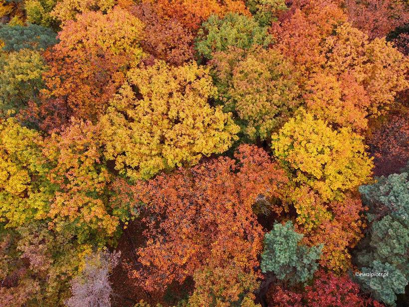 jesienny las z drona, jak fotografować las, poradnik fotograficzny