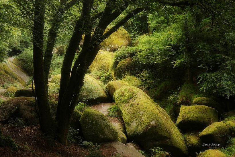 Magiczny las w Bretanii, poradnik fotografowania lasu