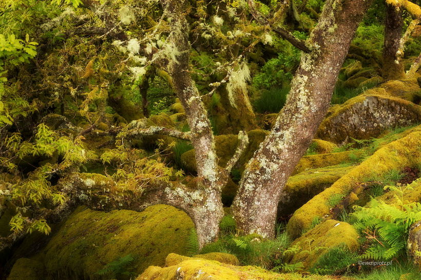 Mroczny las w Kornwalii, fotografowanie lasu, jaki sprzęt fotograficzny zabrać