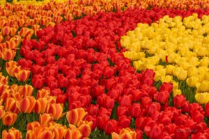 Jak fotografować czerwone kwiaty