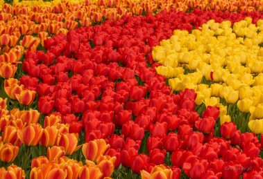 Jak fotografować czerwone kwiaty