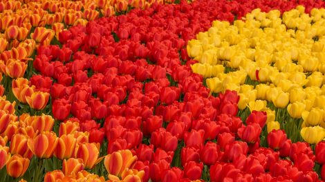 Jak fotografować czerwone kwiaty