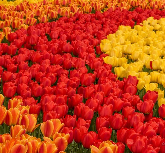 Jak fotografować czerwone kwiaty