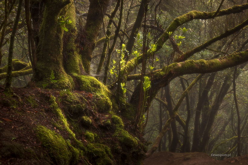 Światło w lesie, Teneryfa, poradnik o fotografowaniu lasu