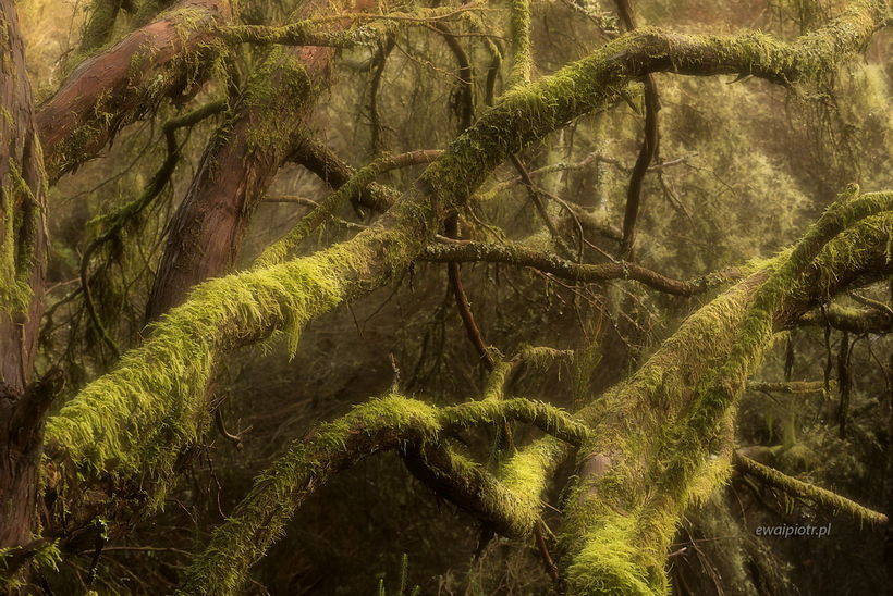 las w deszczu, Teneryfa, fotografowanie lasu