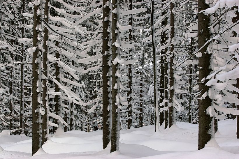 zimowy las, jak fotografować las, poradnik dla fotografa