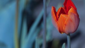 Jak zmieniać kolory na zdjęciach