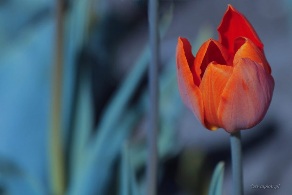 Jak zmieniać kolory na zdjęciach