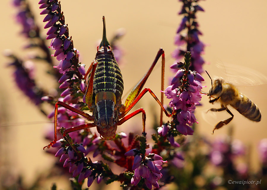 Magiczny świat makrofotografii, sprzęt do makro