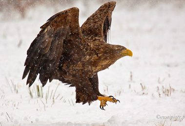 Lądujący bielik, gdy smarfon nie daje rady - użyj teleobiektywu