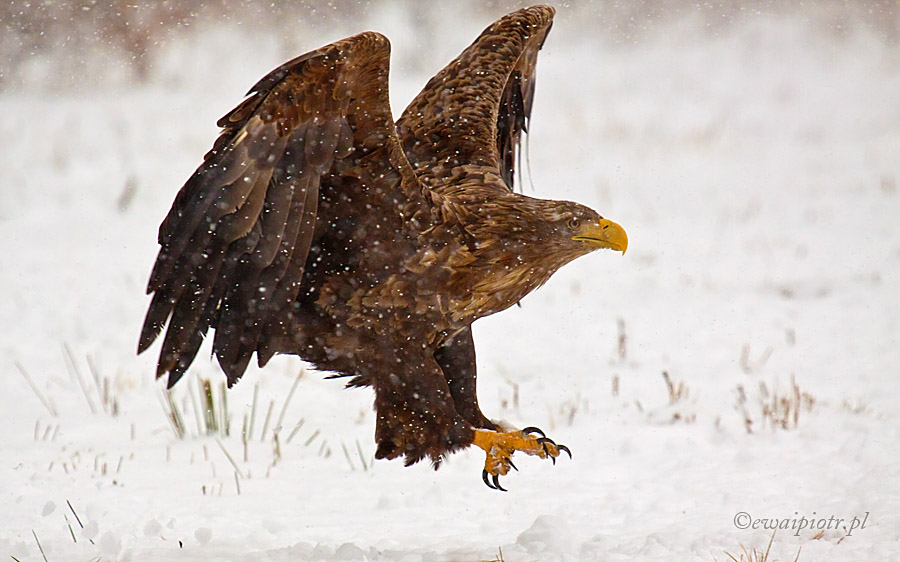 Lądujący bielik, gdy smarfon nie daje rady - użyj teleobiektywu