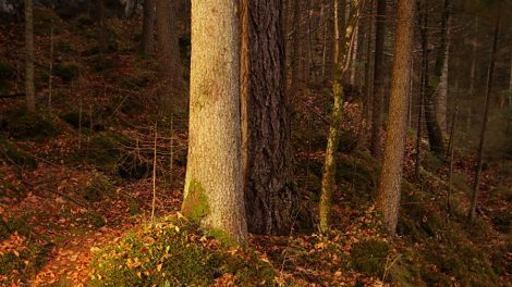 Malowanie światłem latarki