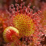 rosiczki, soczewki makro, sprzęt do makrofotografii, poradnik