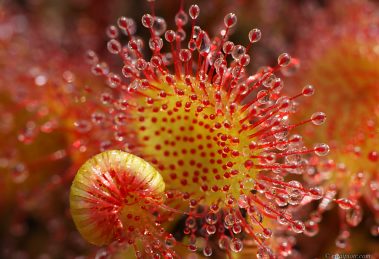 rosiczki, soczewki makro, sprzęt do makrofotografii, poradnik