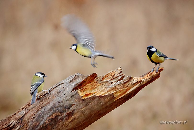 jak fotografować ptaki