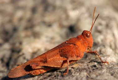 Konik polny, sprzęt do makrofotografii, poradnik co kupić dla fotografa